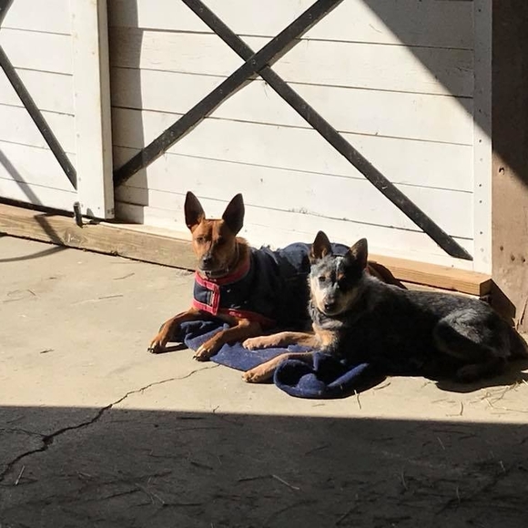 Meet your Posher, Molly - Picture 1 of 1